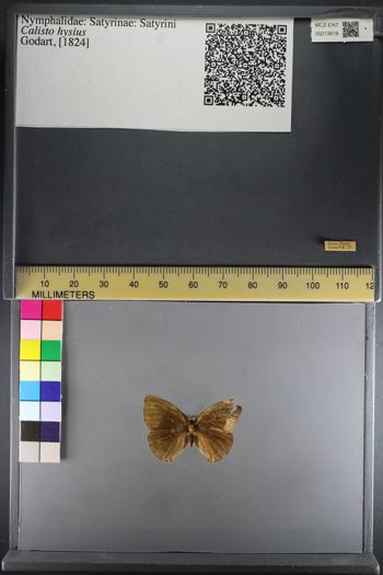 Media type: image;   Entomology 213618
